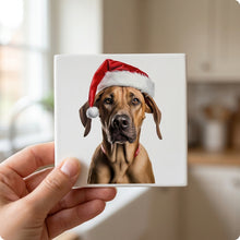Rhodesian Ridgeback ceramic coasters set of 4, in hand