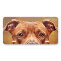 Pit Bull Portrait aluminum front license plate