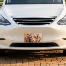 Weimaraner Portrait aluminum front license plate